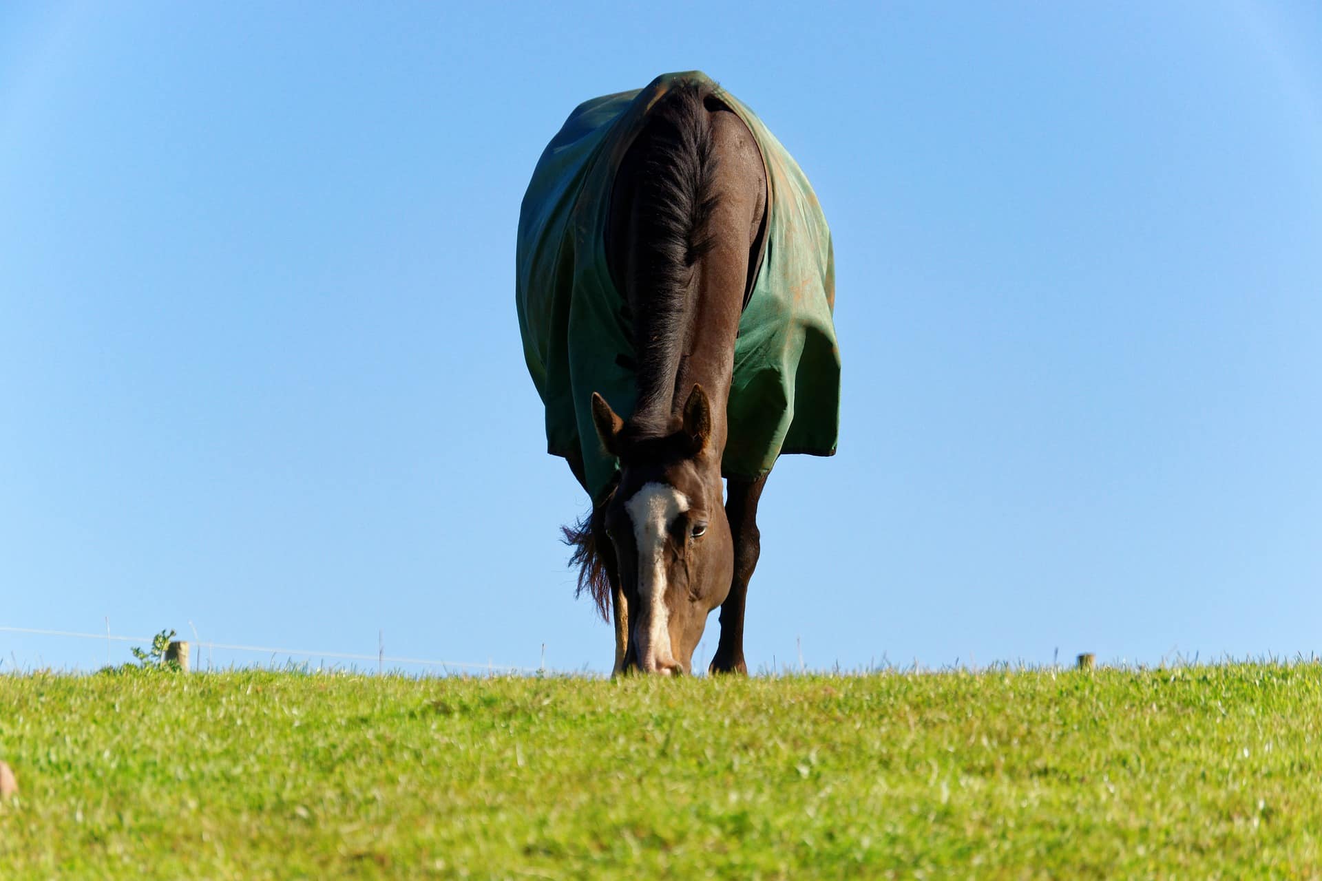 Check that your horse can graze