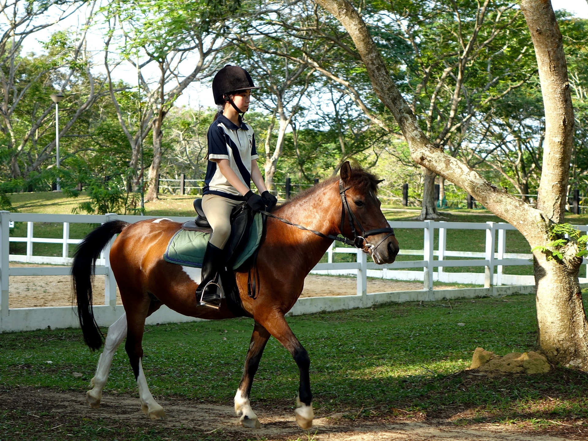 Horseback riding gear: English beginner