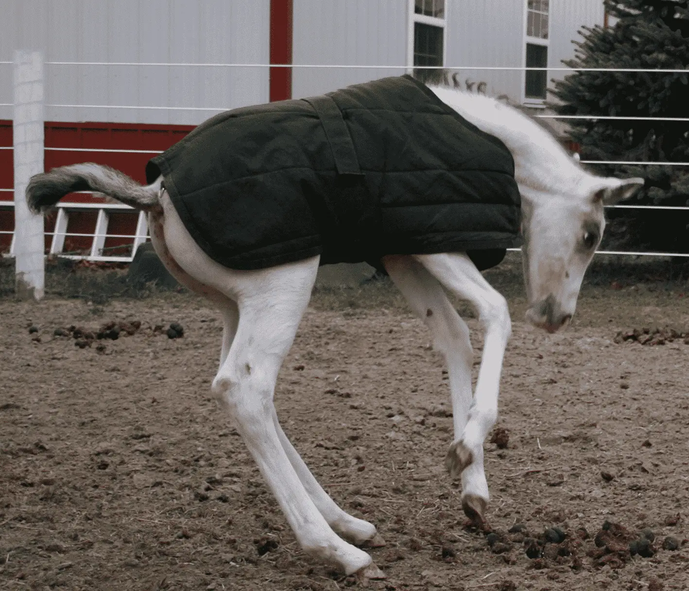 Horse blanket on a foal