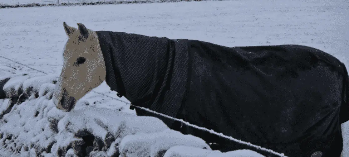 Horse blanket protecting against cold