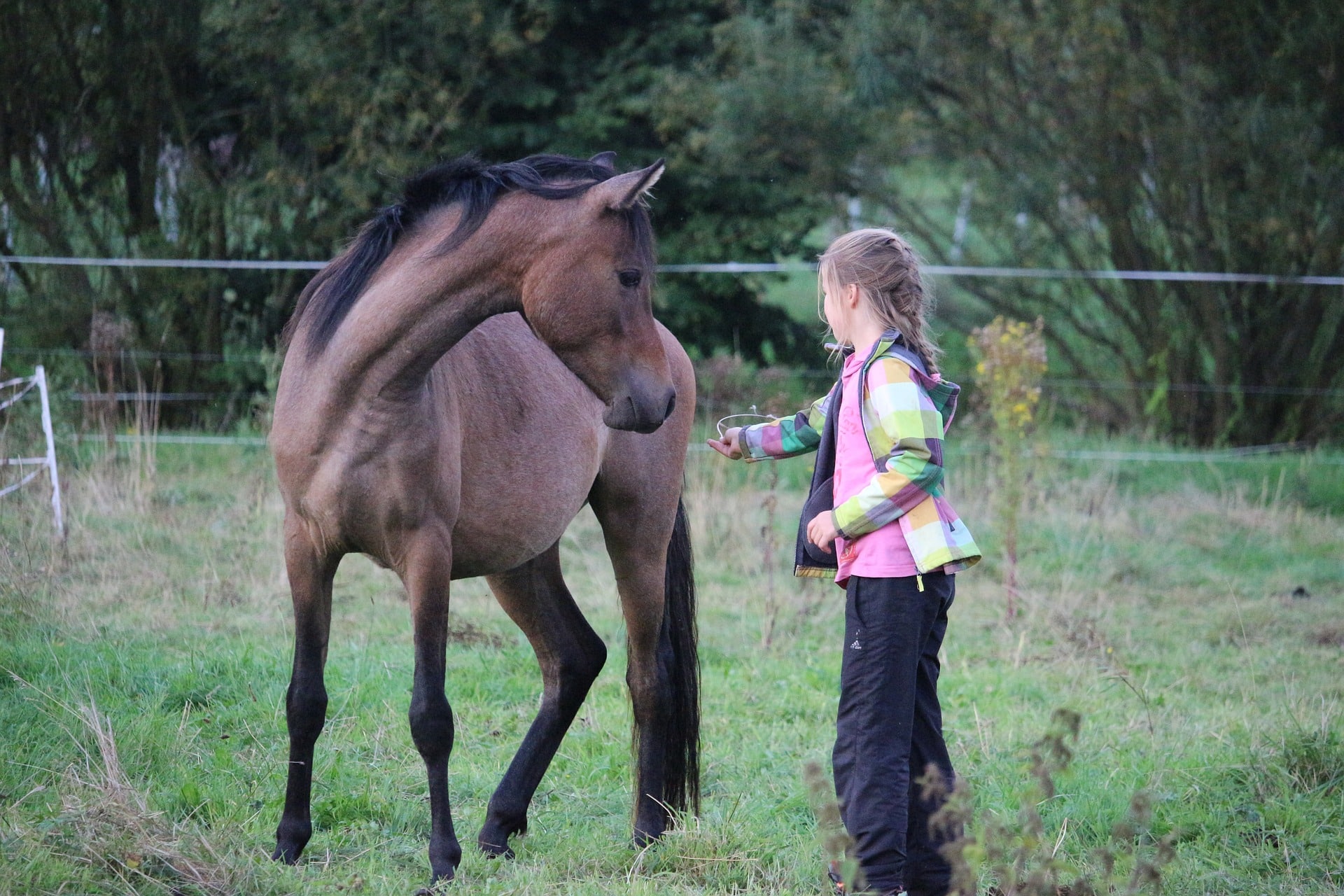 Should I buy my daughter a horse? horses teach responsibility