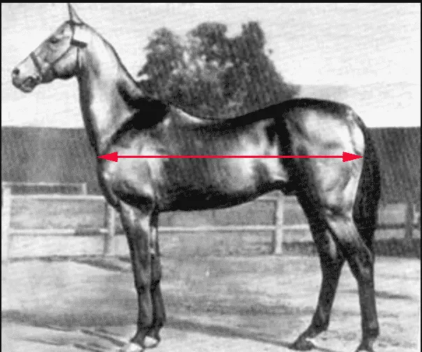 How to measure a horse for a blanket