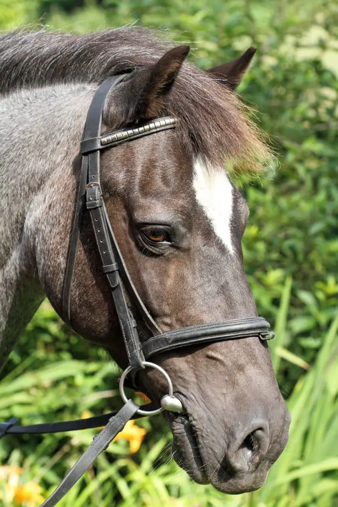 Example of a snaffle bit