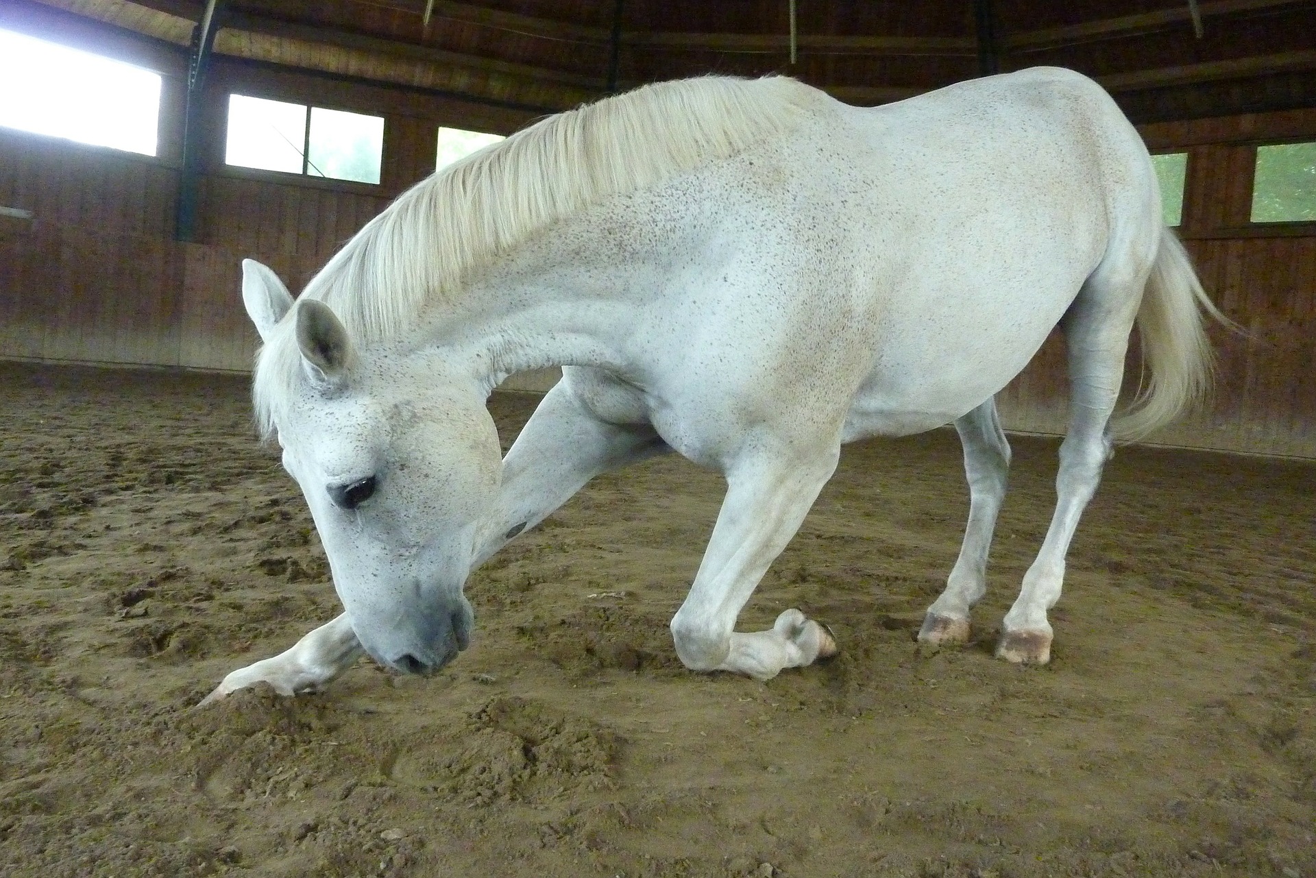 Horse doing ankle mobilization exercises