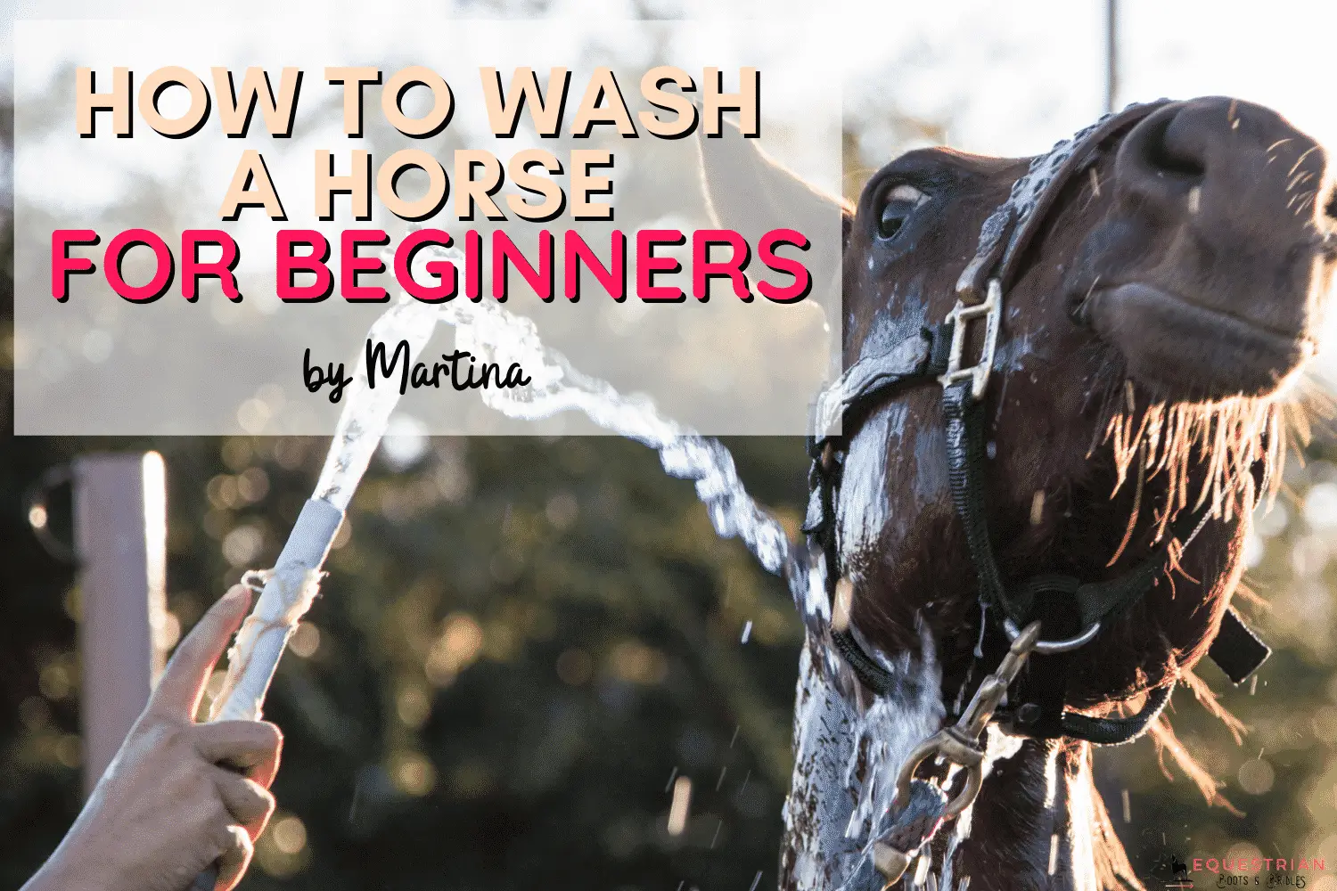 How to Wash a Horse for Beginners