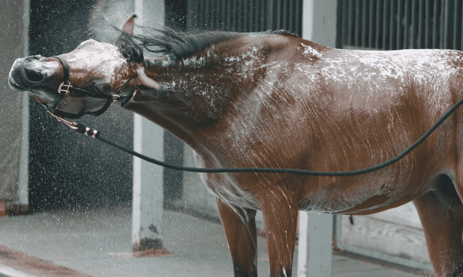 Don't leave your horse with shampoo on him for too long
