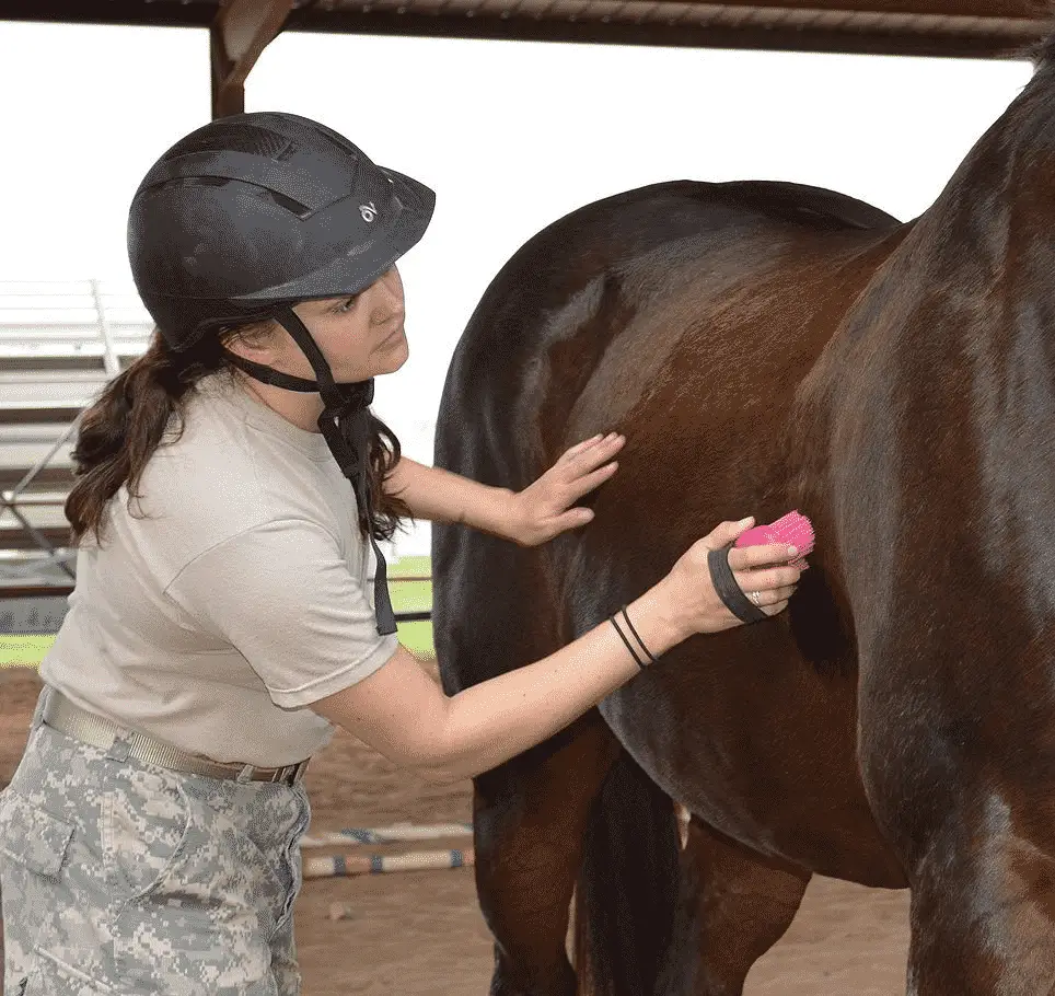 how to wash a horse