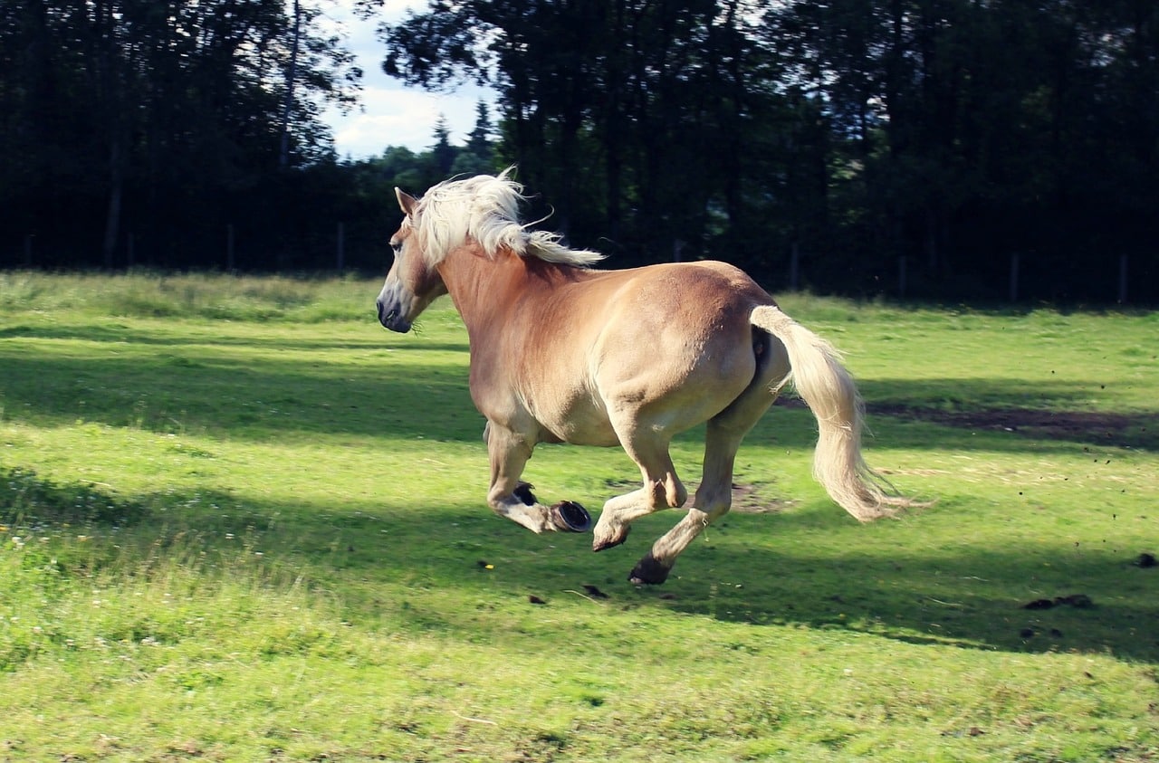 Horses are naturally flight animals