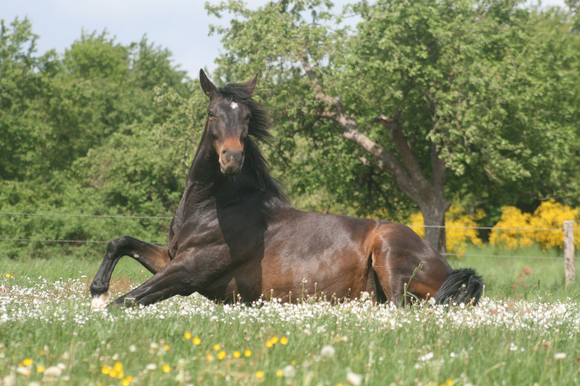 how to wash a horse properly