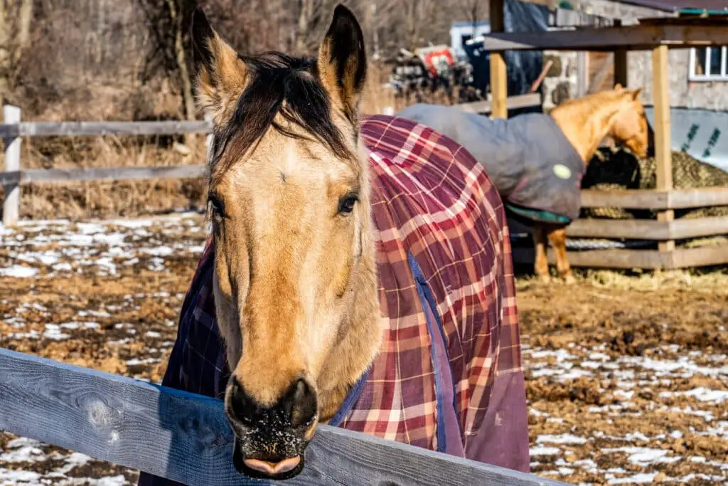 how to properly wash and dry a horse