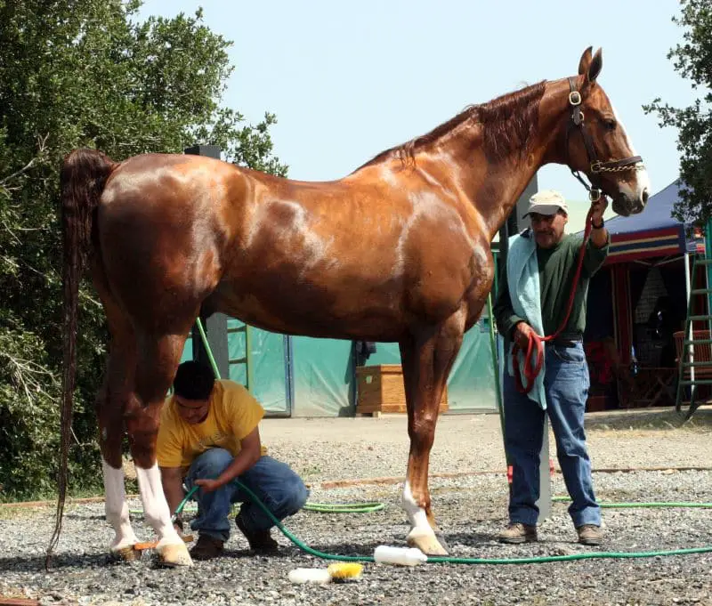 How to wash a horse for beginners