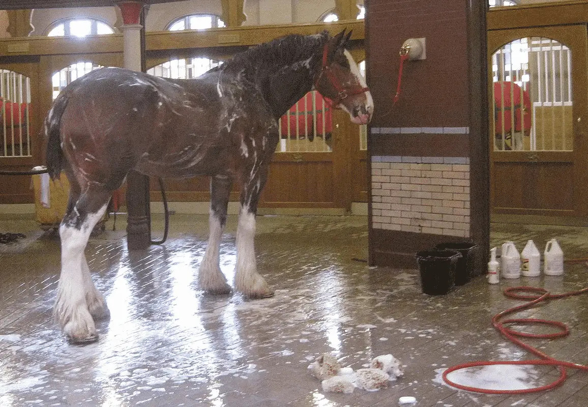 how to bath a horse step by step