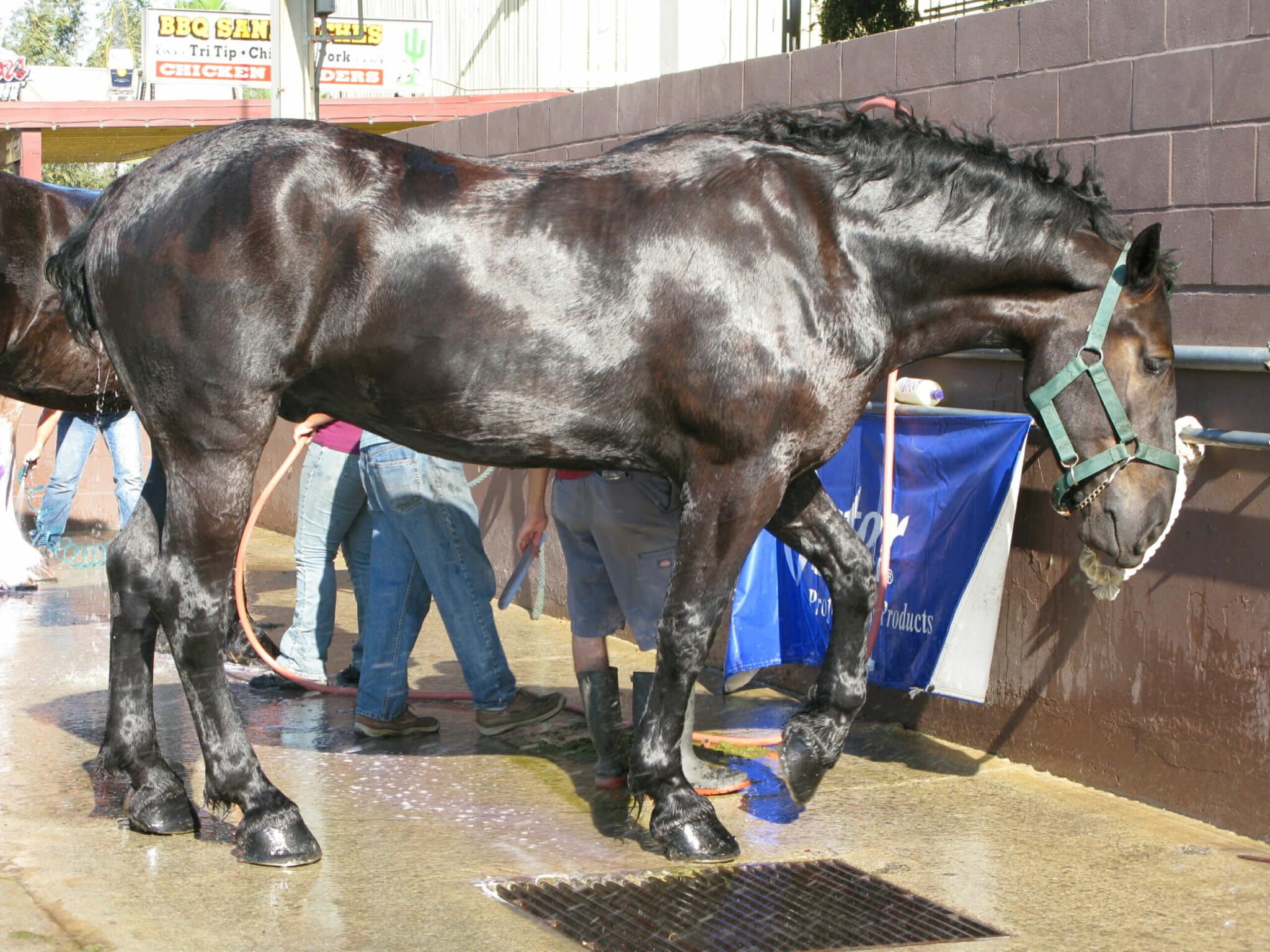 how to bath a horse for beginners