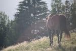 Aggressive Horse Behavior Misunderstood - Fury's Story