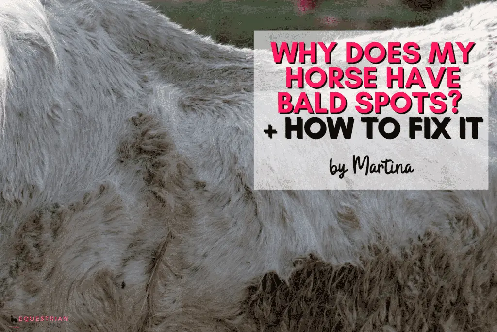 Why Does My Horse Have Bald Spots & What To Do About It?