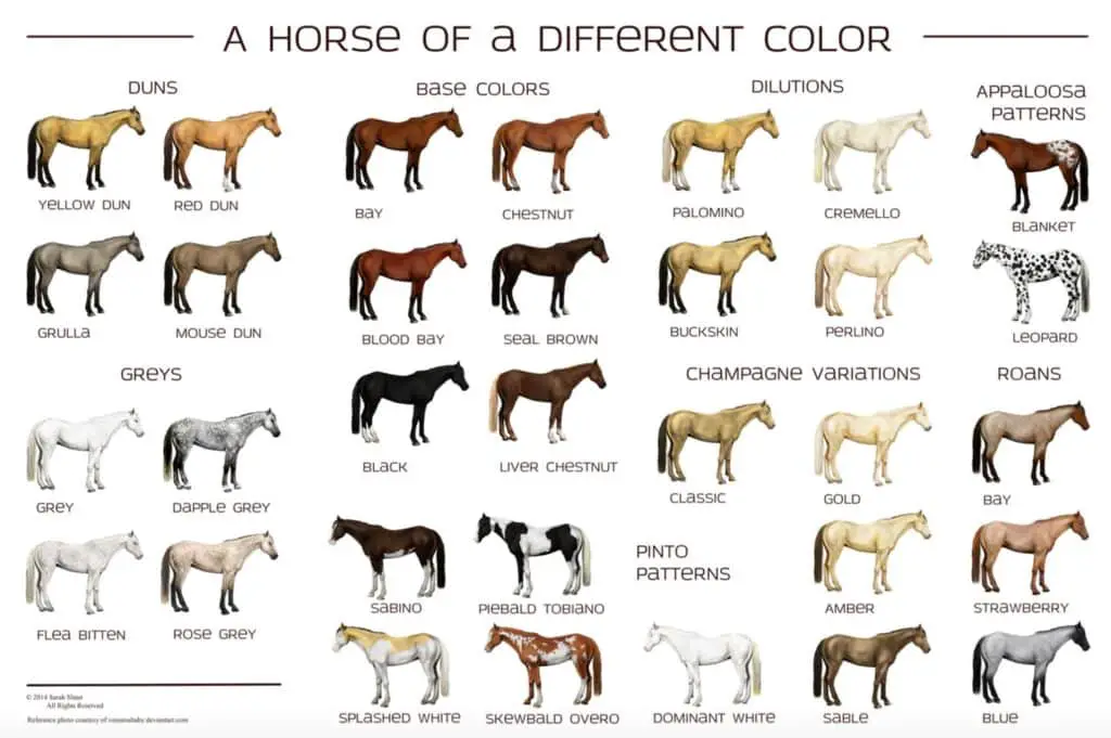 Basic Horse Colour Chart