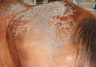 Example of rain rot or scald in horses