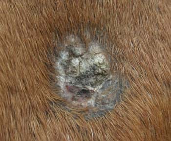 Why does my horse have bald spots: Example of sarcoid in horses
