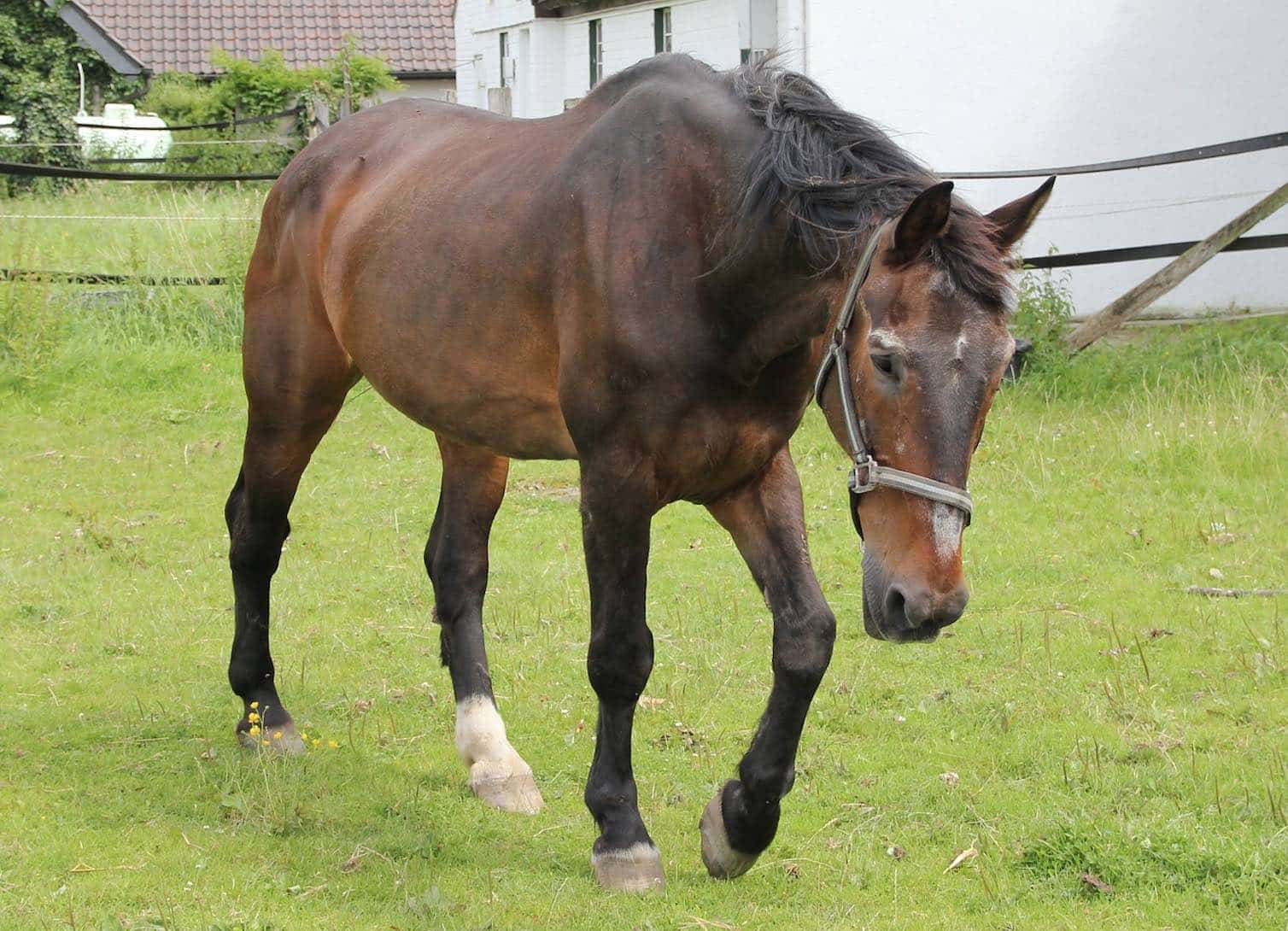 the horse is free to run away during liberty training