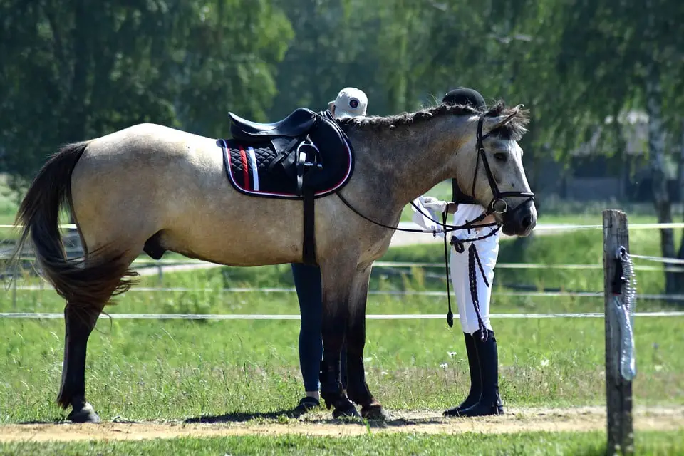 Measuring horseback width for saddle