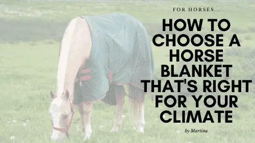 How to Choose a Horse Blanket That’s Right for Your Climate 1