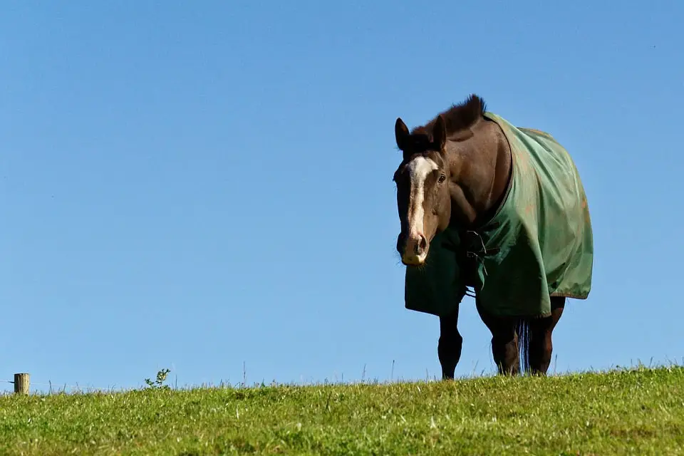 Horse turnout blankets