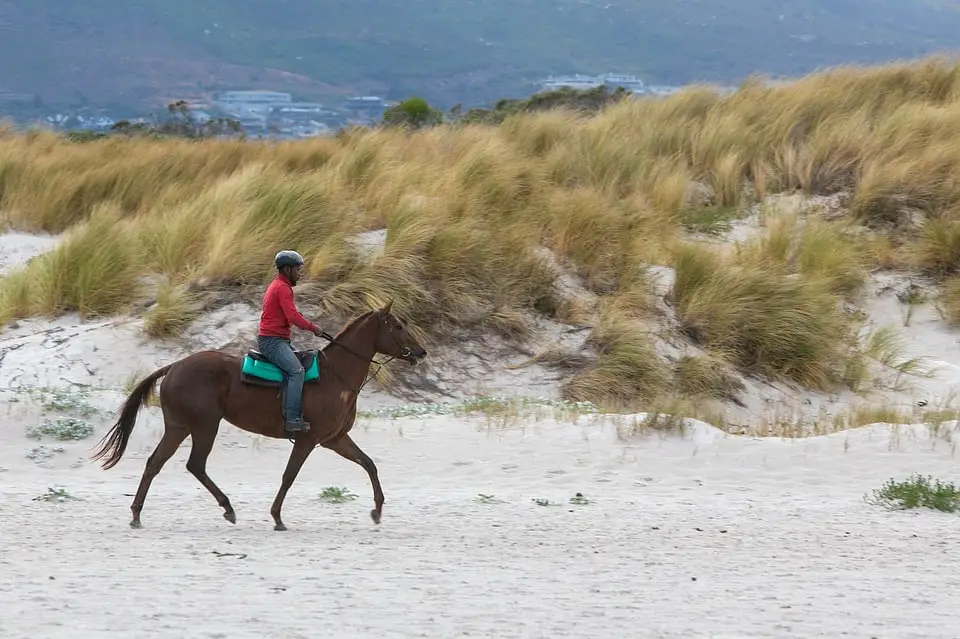 Training An Older Horse Where To Start