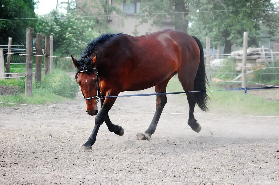 Groundwork exercises for horses