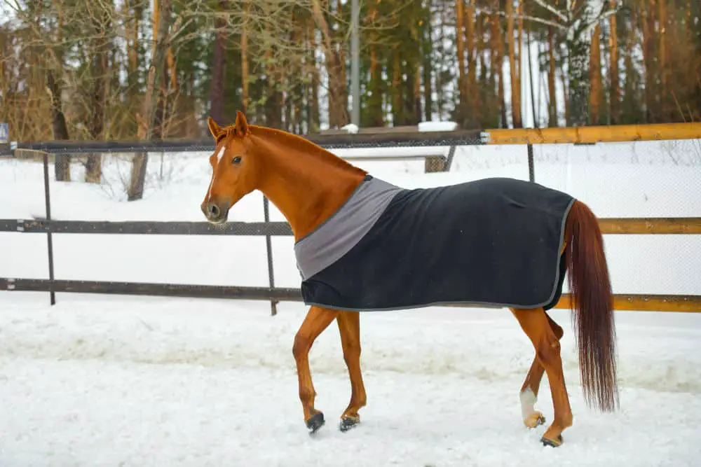 The Best Horse Blanket to Match Your Every Need