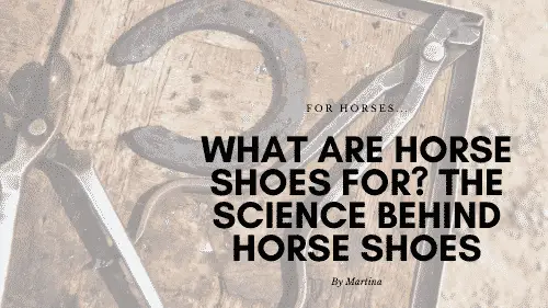 What Are Horseshoes For? 1