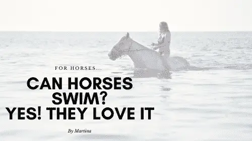 Can Horses Swim? Yes, They Love it! 8