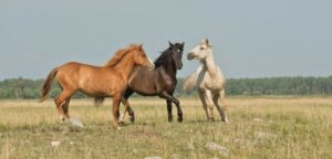 equine jobs