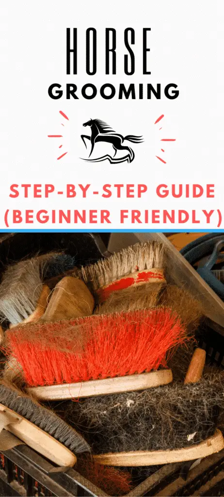 Horse Grooming 101: A Complete Guide for Beginners 12