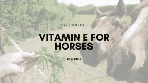 Vitamin E for Horses