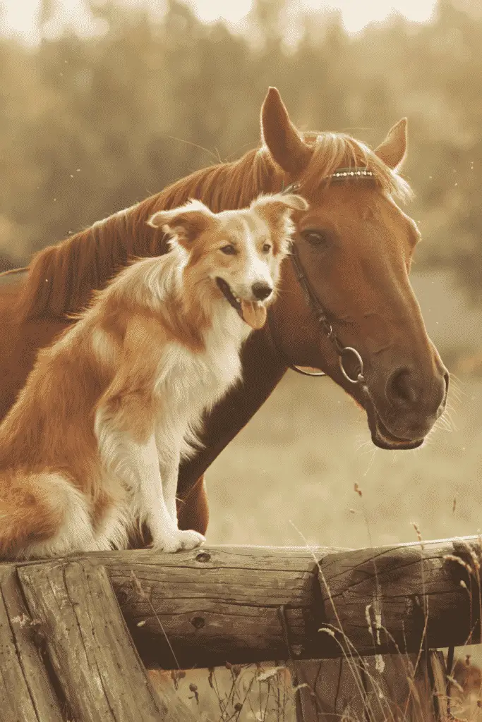 Dog and horse training