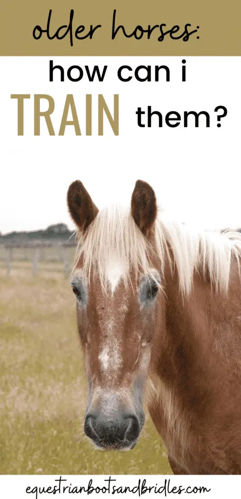 Training an Older Horse – Where to Start 8
