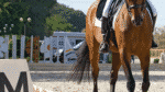 How to Collect a Horse – Equestrian Boots and Bridles