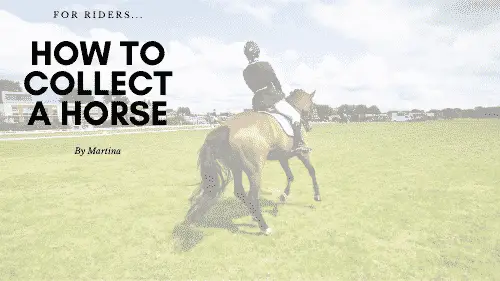 How to Collect a Horse