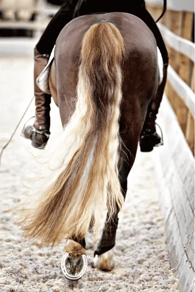 Grooming is part of the basic daily care for your horse and how you can keep your horse looking their best like this beautiful tail!