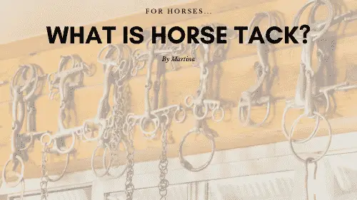 What is Horse Tack