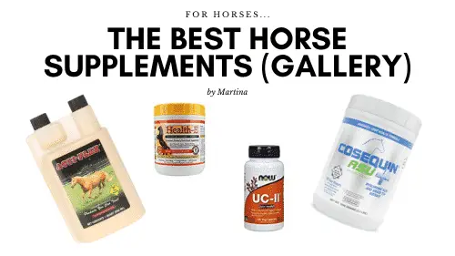 The Best Horse Supplements