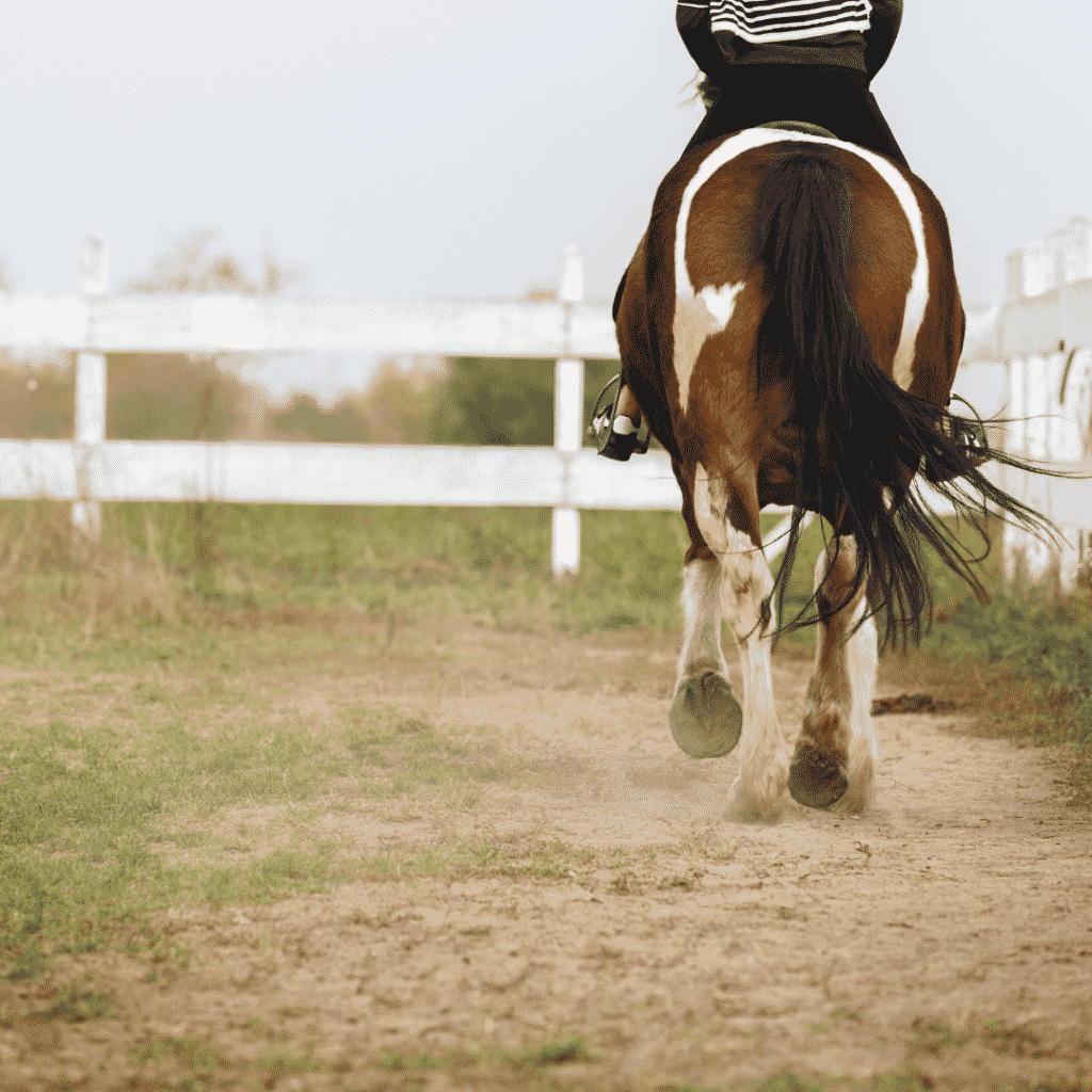 Horseback Riding Exercise