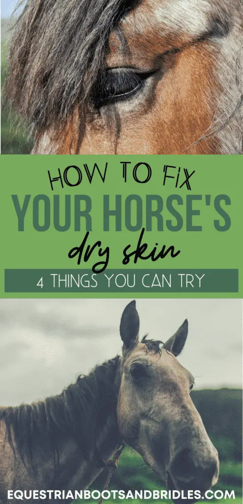 How to Fix Your Horse's Dry Skin 12
