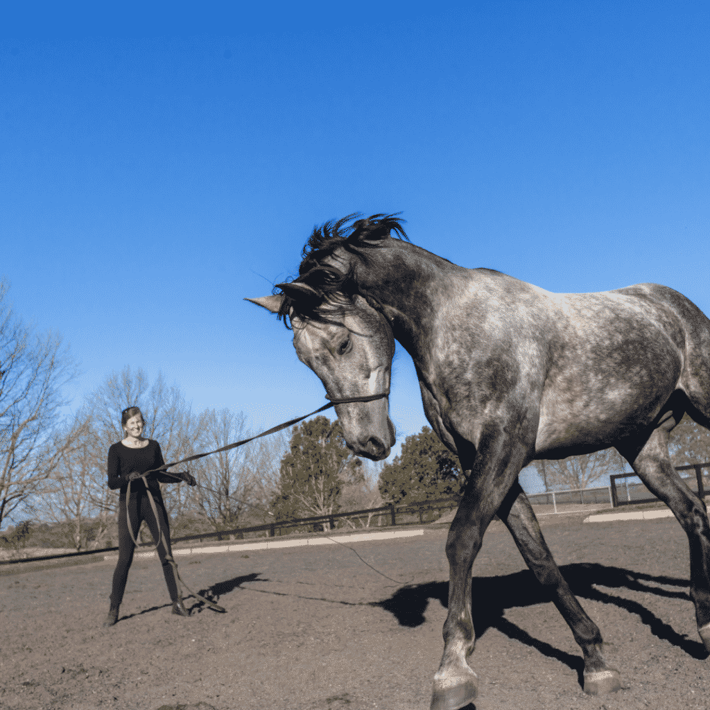 Groundwork Exercises for Horses 2