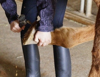 Picking hooves is part of daily horse care