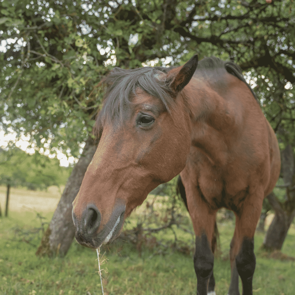 How to Fix Your Horse's Dry Skin