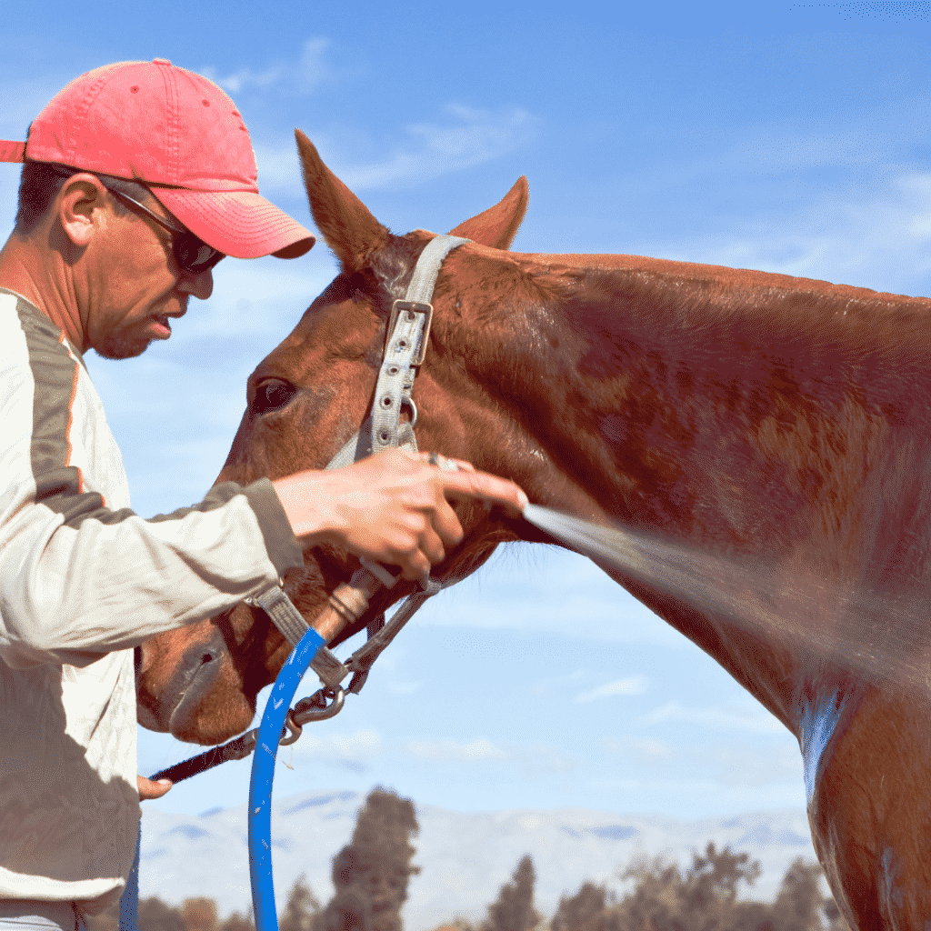 How to Fix Your Horse's Dry Skin