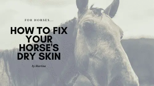 How to Fix Your Horse's Dry Skin