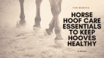Horse Hoof Care Essentials to Keep Hooves Healthy