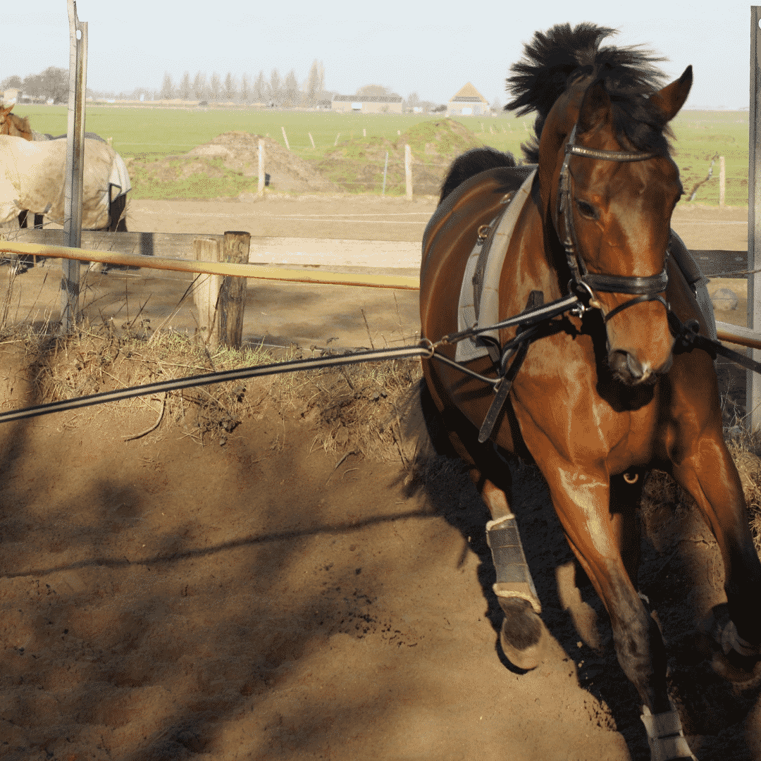 The First Steps to Training a Horse – Equestrian Boots and Bridles